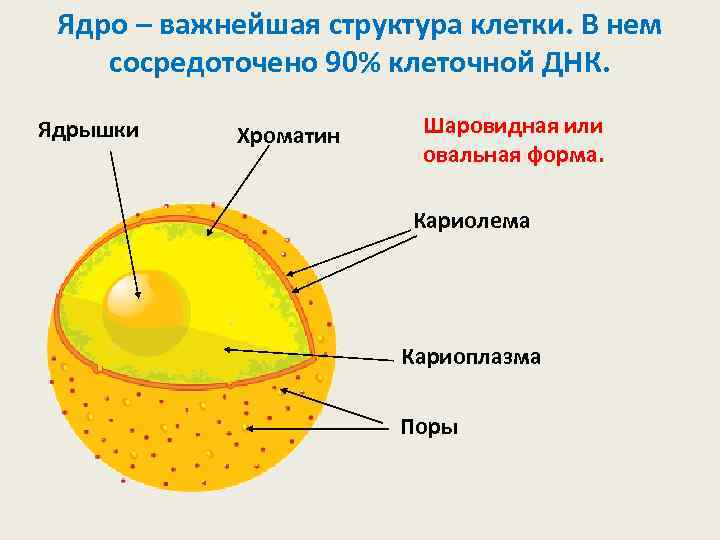 Ядро – важнейшая структура клетки. В нем сосредоточено 90% клеточной ДНК. Ядрышки Хроматин Шаровидная