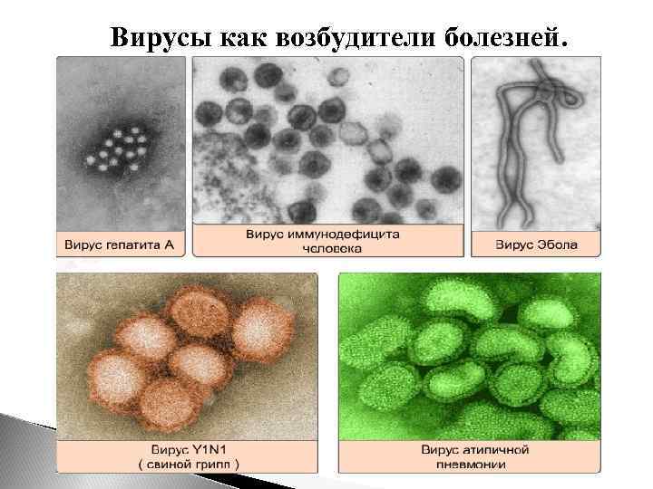 Вирусы как возбудители болезней. 
