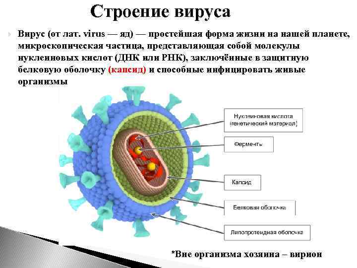 Строение вируса Вирус (от лат. virus — яд) — простейшая форма жизни на нашей