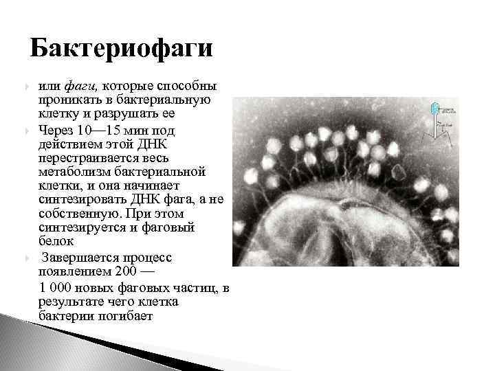 Бактериофаги или фаги, которые способны проникать в бактериальную клетку и разрушать ее Через 10—