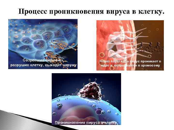 Процесс проникновения вируса в клетку. Созревшие вирионы, разрушив клетку, выходят наружу Через поры ядра