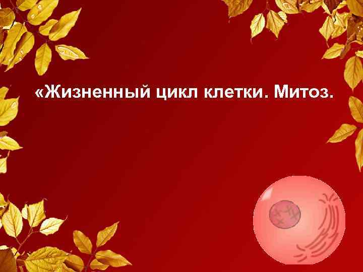  «Жизненный цикл клетки. Митоз. 