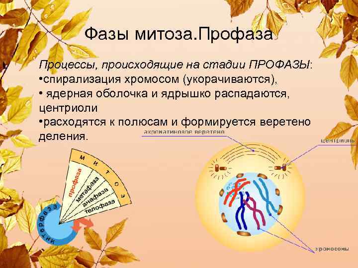 Фазы митоза. Профаза Процессы, происходящие на стадии ПРОФАЗЫ: • спирализация хромосом (укорачиваются), • ядерная