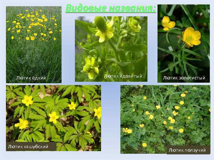 Видовые названия: Лютик едкий Лютик кашубский Лютик ядовитый Лютик золотистый Лютик ползучий 