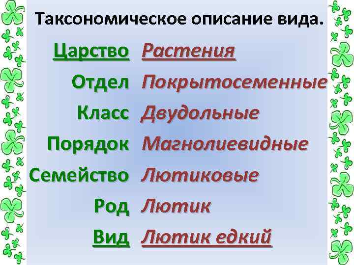 Таксономическое описание вида. Царство Отдел Класс Порядок Семейство Род Вид Растения Покрытосеменные Двудольные Магнолиевидные