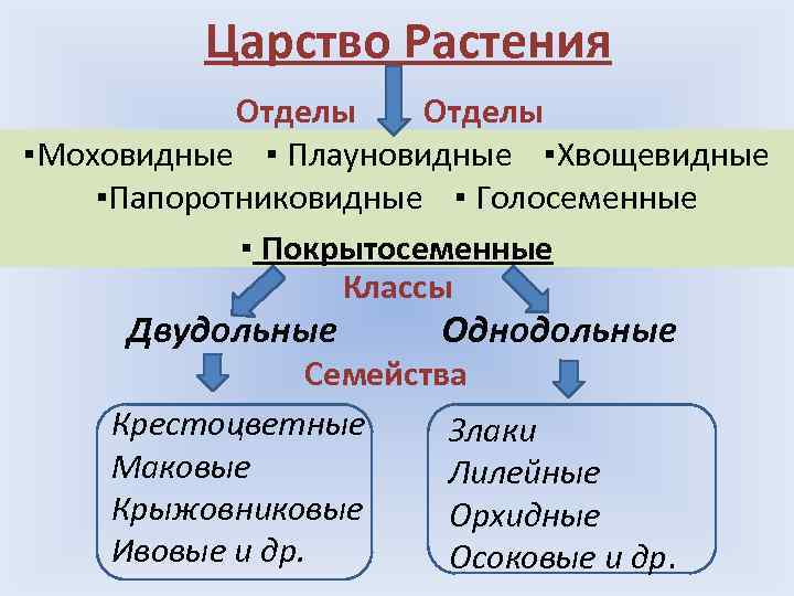 Царство Растения Отделы ▪Моховидные ▪ Плауновидные ▪Хвощевидные ▪Папоротниковидные ▪ Голосеменные ▪ Покрытосеменные Классы Двудольные