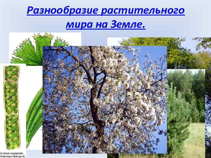 Разнообразие растительного мира на Земле. 