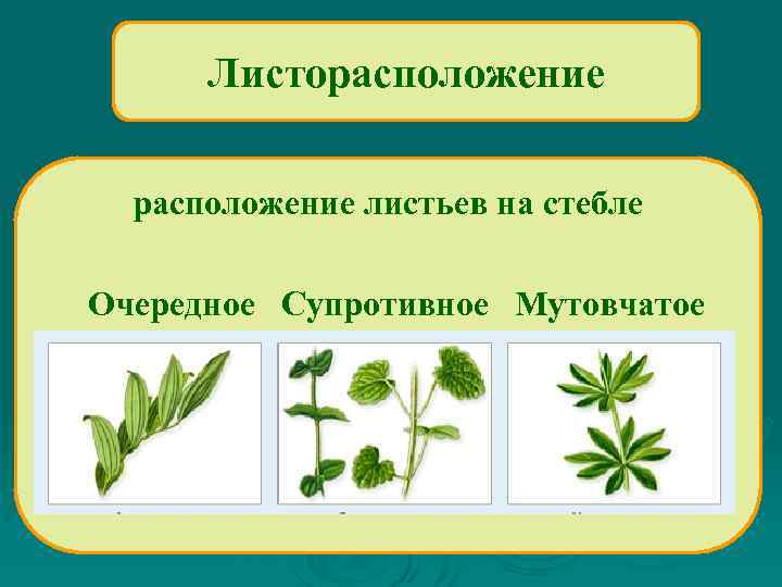 Листорасположение листьев на стебле Очередное Супротивное Мутовчатое 