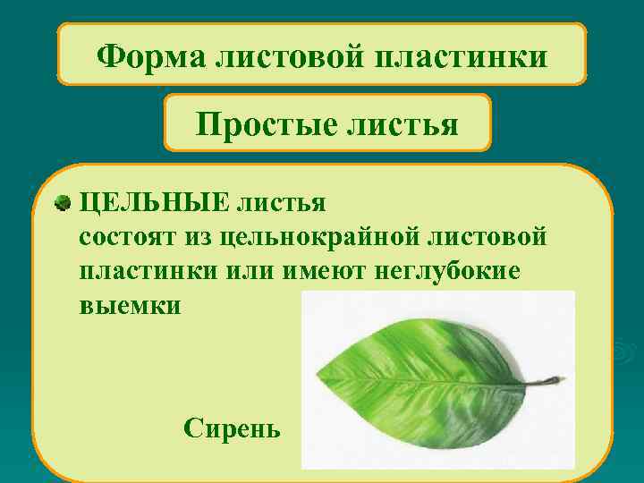 Форма листовой пластинки Простые листья ЦЕЛЬНЫЕ листья состоят из цельнокрайной листовой пластинки или имеют