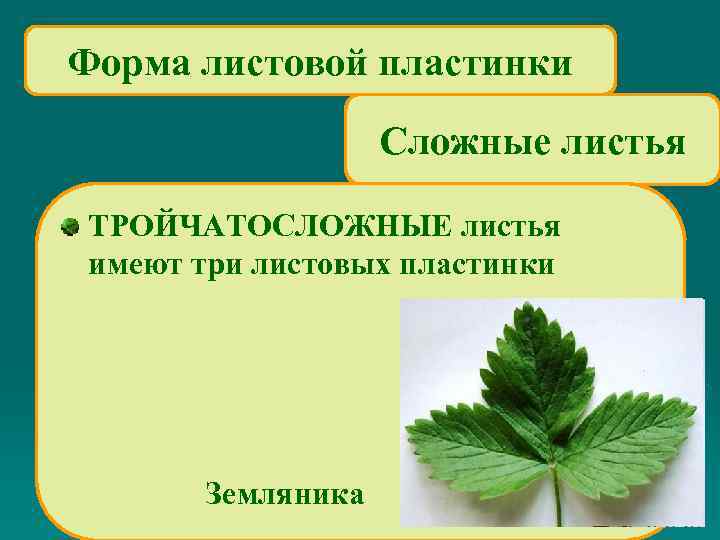 Форма листовой пластинки Сложные листья ТРОЙЧАТОСЛОЖНЫЕ листья имеют три листовых пластинки Земляника 