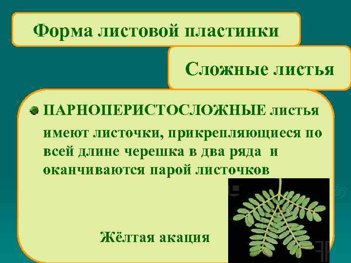 Форма листовой пластинки Сложные листья ПАРНОПЕРИСТОСЛОЖНЫЕ листья имеют листочки, прикрепляющиеся по всей длине черешка