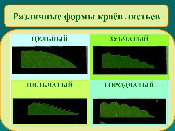 Различные формы краёв листьев ЦЕЛЬНЫЙ ЗУБЧАТЫЙ ПИЛЬЧАТЫЙ ГОРОДЧАТЫЙ 