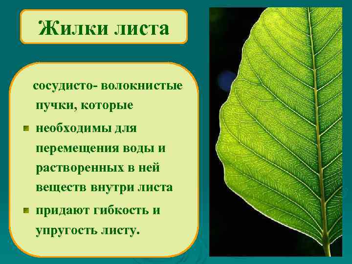 Жилки листа сосудисто- волокнистые пучки, которые необходимы для перемещения воды и растворенных в ней