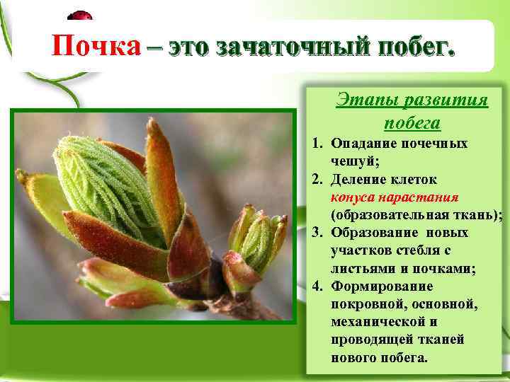 Почка – это зачаточный побег. Этапы развития побега 1. Опадание почечных чешуй; 2. Деление