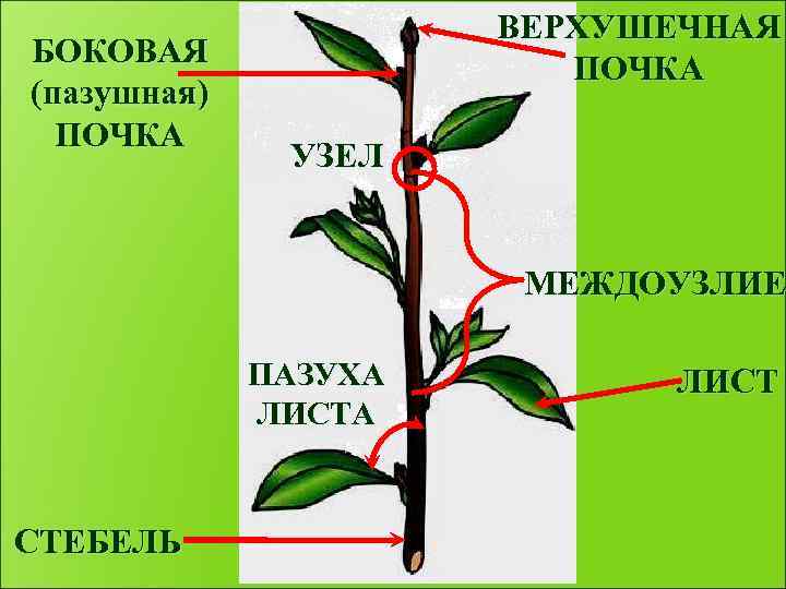БОКОВАЯ (пазушная) ПОЧКА ВЕРХУШЕЧНАЯ ПОЧКА УЗЕЛ МЕЖДОУЗЛИЕ ПАЗУХА ЛИСТА СТЕБЕЛЬ ЛИСТ 