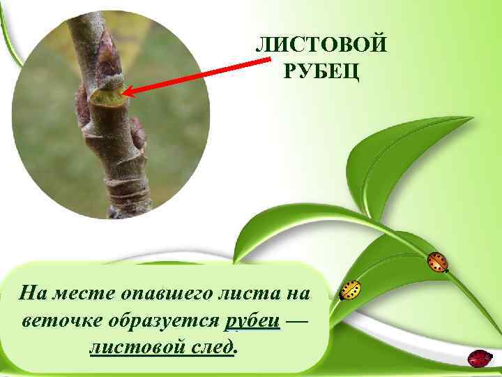 ЛИСТОВОЙ РУБЕЦ На месте опавшего листа на веточке образуется рубец — листовой след. 