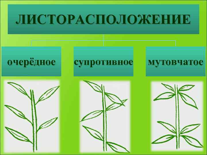 ЛИСТОРАСПОЛОЖЕНИЕ очерёдное супротивное мутовчатое 