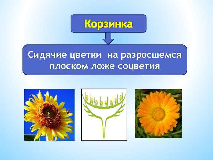 Сидячие цветки на разросшемся плоском ложе соцветия 