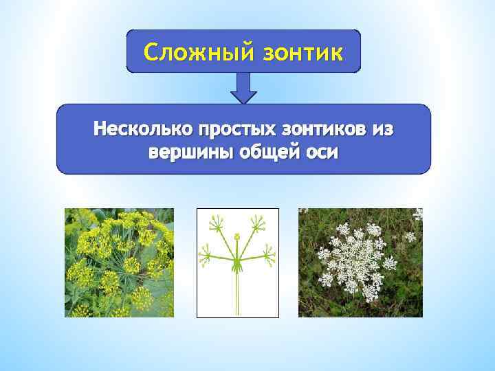 Сложный зонтик 