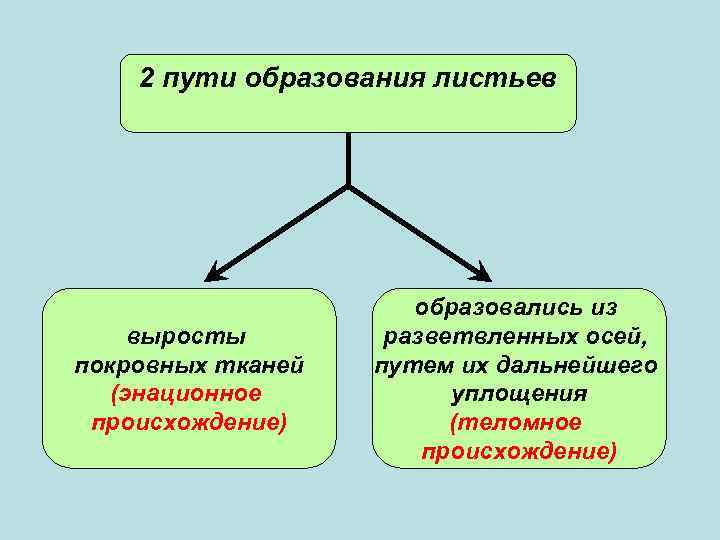 2 пути образования листьев выросты покровных тканей (энационное происхождение) образовались из разветвленных осей, путем