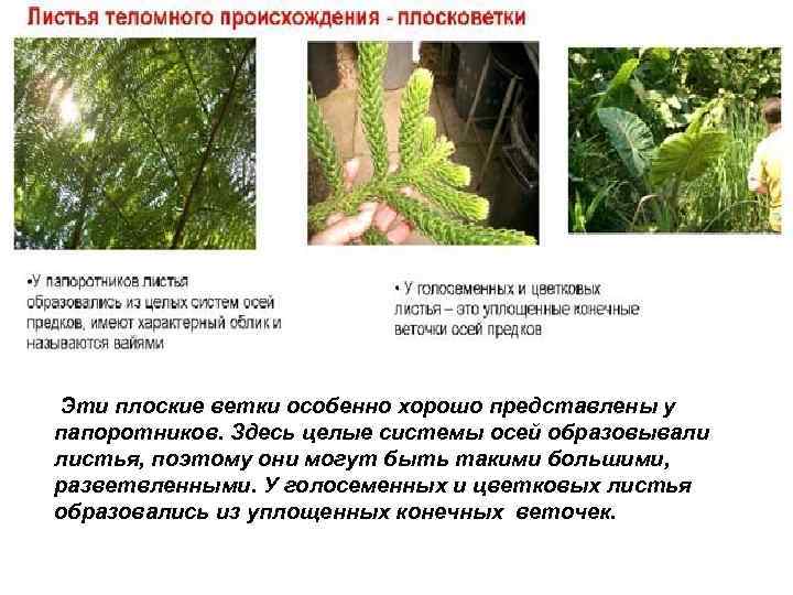 Эти плоские ветки особенно хорошо представлены у папоротников. Здесь целые системы осей образовывали листья,