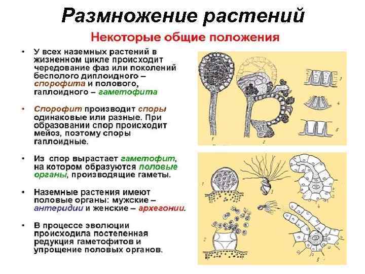 Размножение растений 