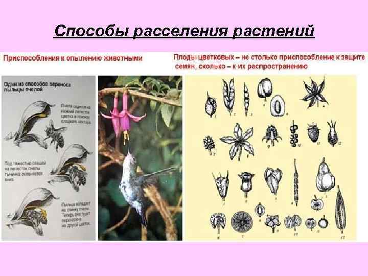 Способы расселения растений 