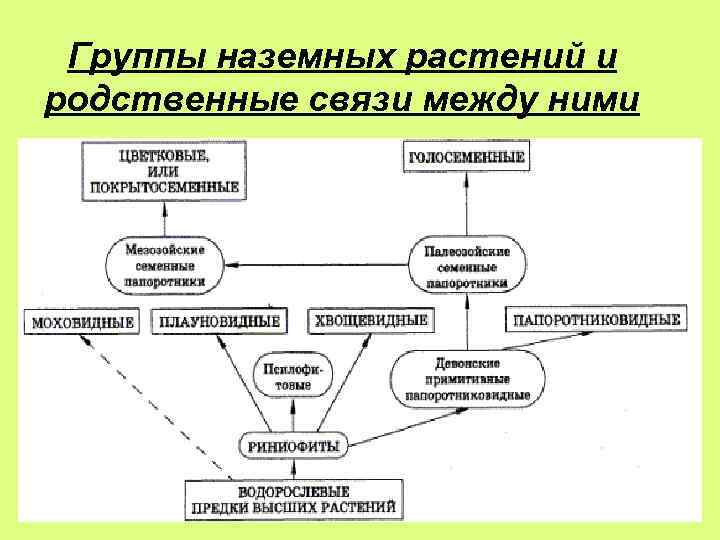 Группы наземных растений и родственные связи между ними 