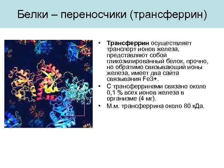 Белки – переносчики (трансферрин) • Трансферрин осуществляет транспорт ионов железа, представляют собой гликозилированный белок,