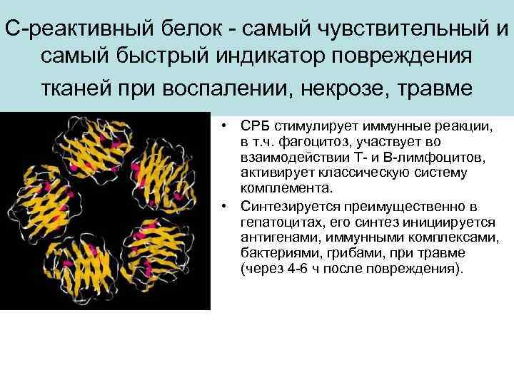 С-реактивный белок - самый чувствительный и самый быстрый индикатор повреждения тканей при воспалении, некрозе,