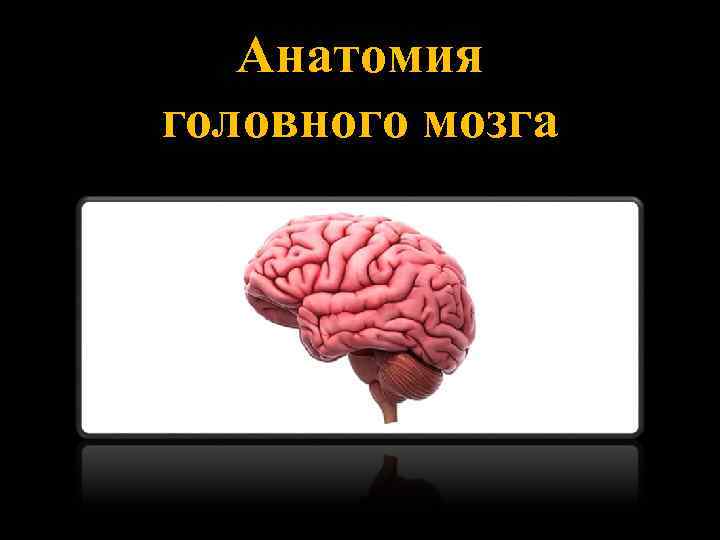 Анатомия головного мозга 