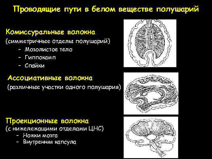 Проводящие пути в белом веществе полушарий Комиссуральные волокна (симметричные отделы полушарий) – Мозолистое тело