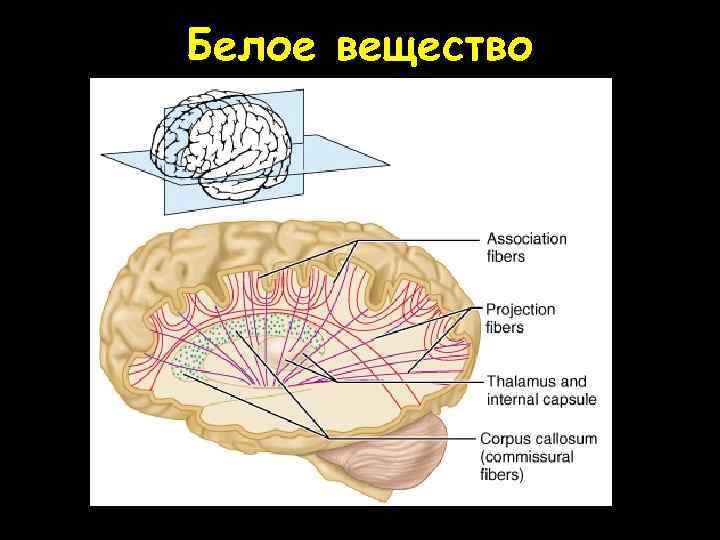 Белое вещество 