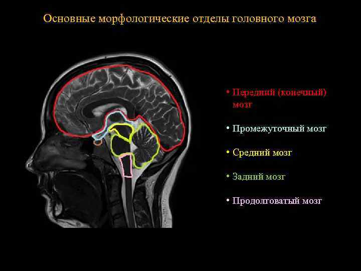 Основные морфологические отделы головного мозга • Передний (конечный) мозг • Промежуточный мозг • Средний
