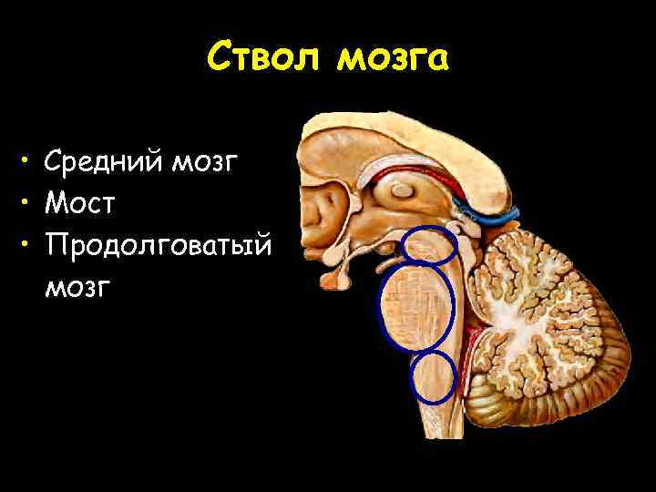 Ствол мозга • Средний мозг • Мост • Продолговатый мозг 