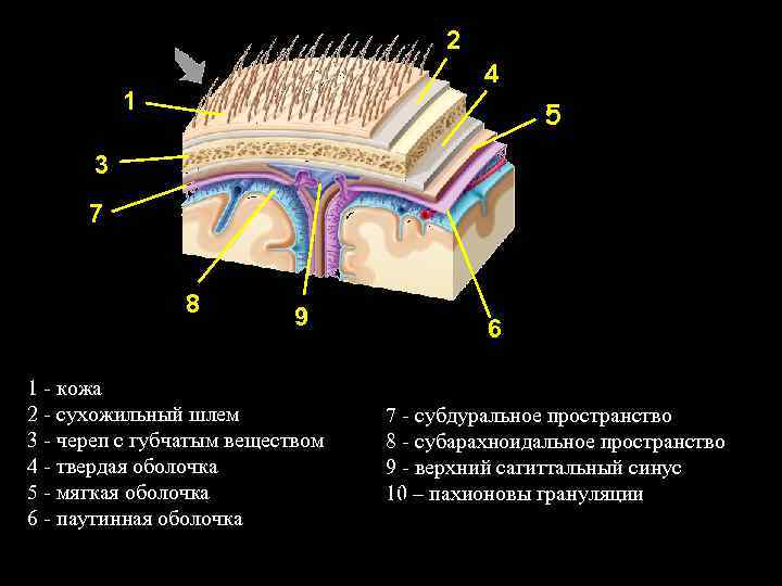 2 4 1 5 3 7 8 9 1 - кожа 2 - сухожильный