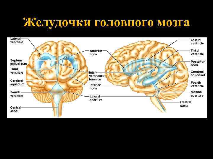 Желудочки головного мозга 