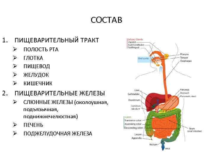 СОСТАВ 1. ПИЩЕВАРИТЕЛЬНЫЙ ТРАКТ Ø Ø Ø ПОЛОСТЬ РТА ГЛОТКА ПИЩЕВОД ЖЕЛУДОК КИШЕЧНИК 2.