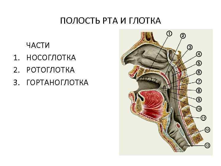 ПОЛОСТЬ РТА И ГЛОТКА ЧАСТИ 1. НОСОГЛОТКА 2. РОТОГЛОТКА 3. ГОРТАНОГЛОТКА 