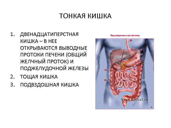 ТОНКАЯ КИШКА 1. ДВЕНАДЦАТИПЕРСТНАЯ КИШКА – В НЕЕ ОТКРЫВАЮТСЯ ВЫВОДНЫЕ ПРОТОКИ ПЕЧЕНИ (ОБЩИЙ ЖЕЛЧНЫЙ