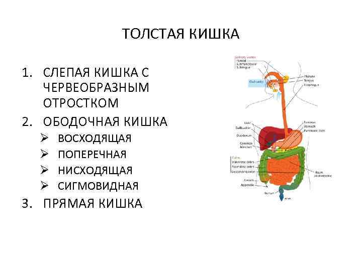 ТОЛСТАЯ КИШКА 1. СЛЕПАЯ КИШКА С ЧЕРВЕОБРАЗНЫМ ОТРОСТКОМ 2. ОБОДОЧНАЯ КИШКА Ø Ø ВОСХОДЯЩАЯ