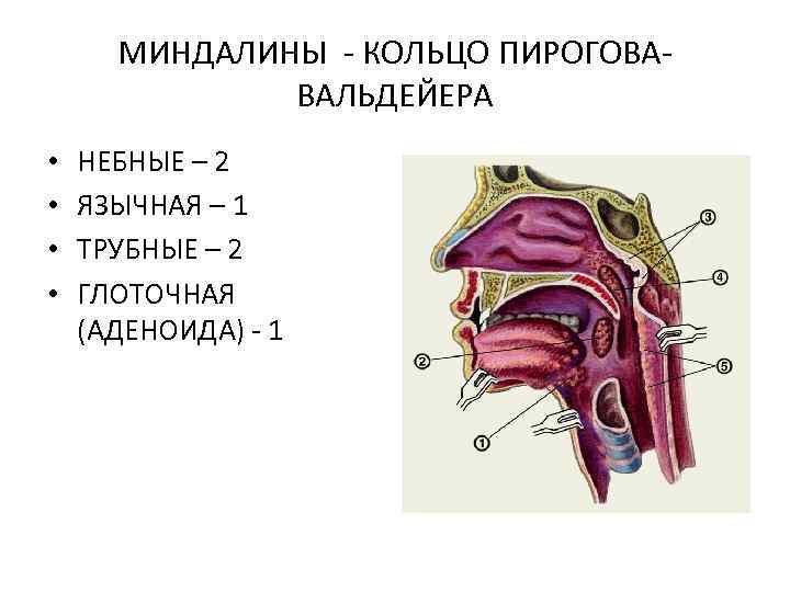 МИНДАЛИНЫ - КОЛЬЦО ПИРОГОВАВАЛЬДЕЙЕРА • • НЕБНЫЕ – 2 ЯЗЫЧНАЯ – 1 ТРУБНЫЕ –