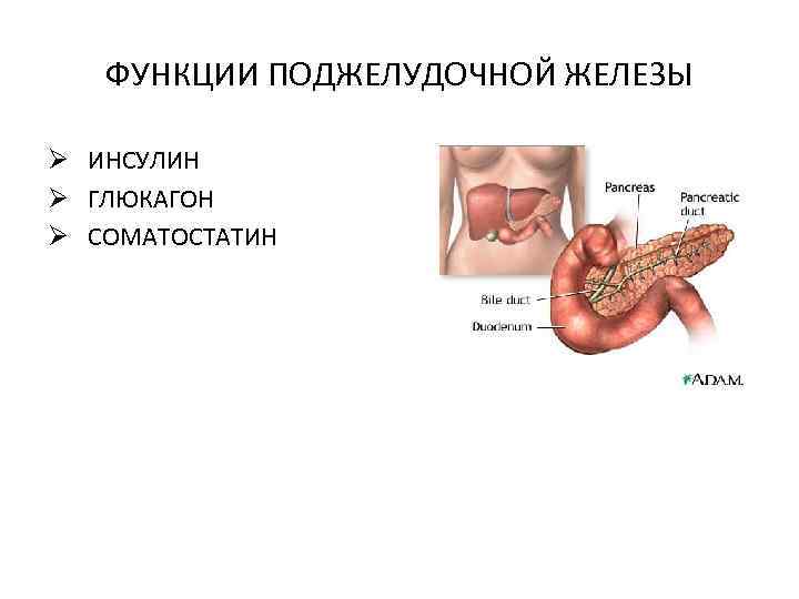 ФУНКЦИИ ПОДЖЕЛУДОЧНОЙ ЖЕЛЕЗЫ Ø ИНСУЛИН Ø ГЛЮКАГОН Ø СОМАТОСТАТИН 