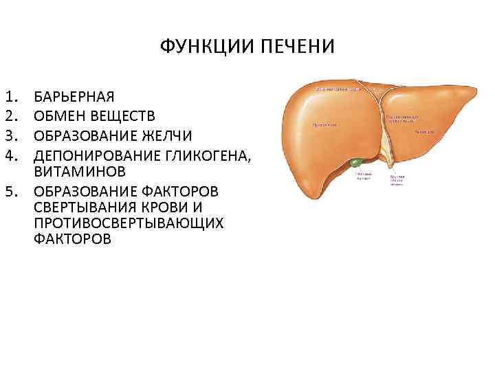 ФУНКЦИИ ПЕЧЕНИ 1. 2. 3. 4. БАРЬЕРНАЯ ОБМЕН ВЕЩЕСТВ ОБРАЗОВАНИЕ ЖЕЛЧИ ДЕПОНИРОВАНИЕ ГЛИКОГЕНА, ВИТАМИНОВ