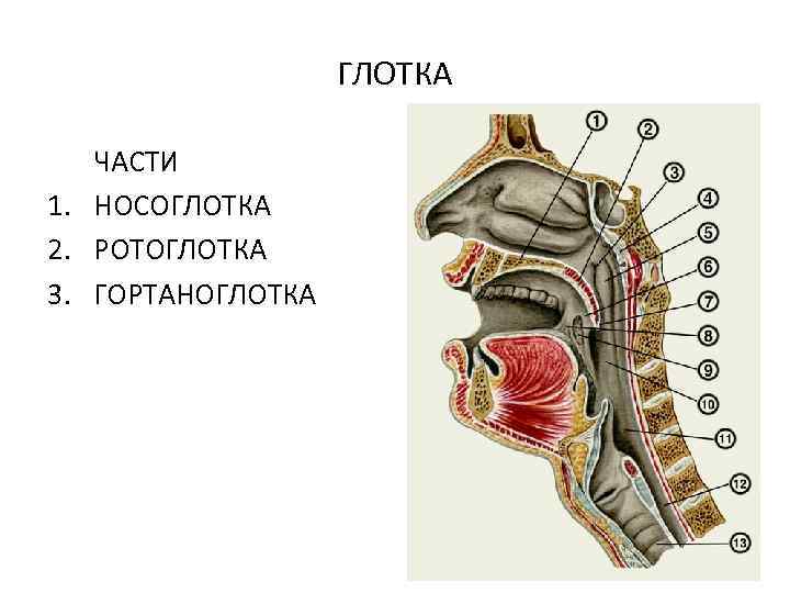 ГЛОТКА ЧАСТИ 1. НОСОГЛОТКА 2. РОТОГЛОТКА 3. ГОРТАНОГЛОТКА 