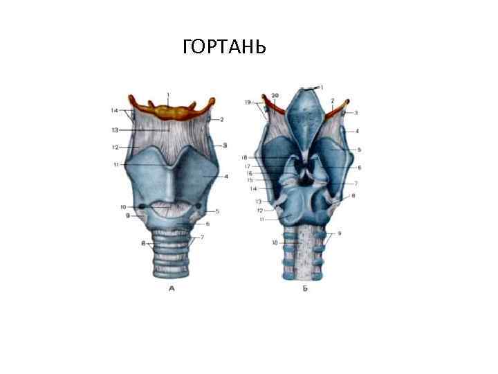 ГОРТАНЬ 