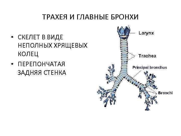ТРАХЕЯ И ГЛАВНЫЕ БРОНХИ • СКЕЛЕТ В ВИДЕ НЕПОЛНЫХ ХРЯЩЕВЫХ КОЛЕЦ • ПЕРЕПОНЧАТАЯ ЗАДНЯЯ