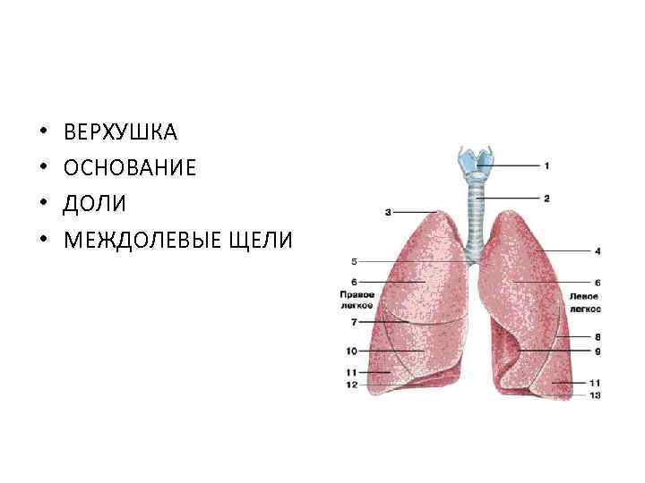  • • ВЕРХУШКА ОСНОВАНИЕ ДОЛИ МЕЖДОЛЕВЫЕ ЩЕЛИ 