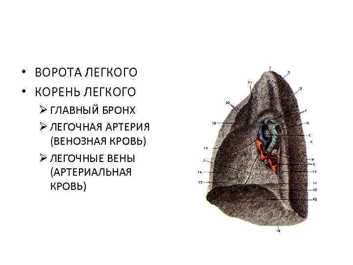  • ВОРОТА ЛЕГКОГО • КОРЕНЬ ЛЕГКОГО Ø ГЛАВНЫЙ БРОНХ Ø ЛЕГОЧНАЯ АРТЕРИЯ (ВЕНОЗНАЯ