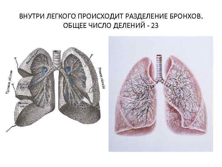 ВНУТРИ ЛЕГКОГО ПРОИСХОДИТ РАЗДЕЛЕНИЕ БРОНХОВ. ОБЩЕЕ ЧИСЛО ДЕЛЕНИЙ - 23 